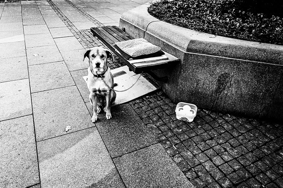 hund-belgrad-serbien-balkan-reisefotografie-antjekroeger