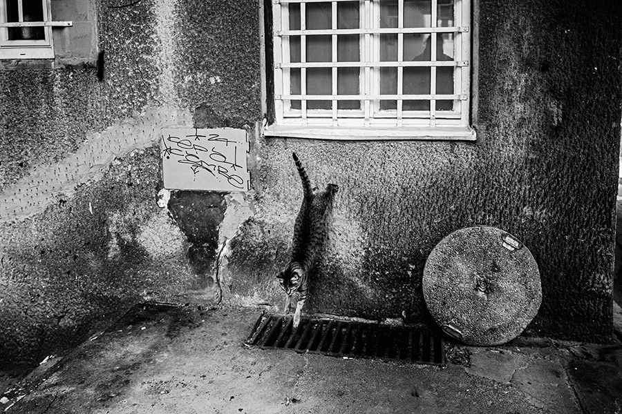 katze-beograd-serbien-balkan-reisefotografie-antjekroeger