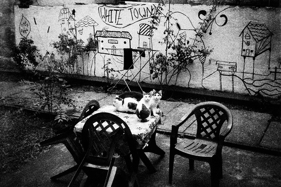 katzen-belgrad-serbien-balkan-agat18k-analogefotografie