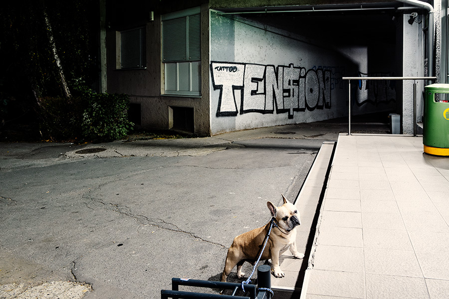 mops-novisad-serbien-balkan-reisefotografie-antjekroeger