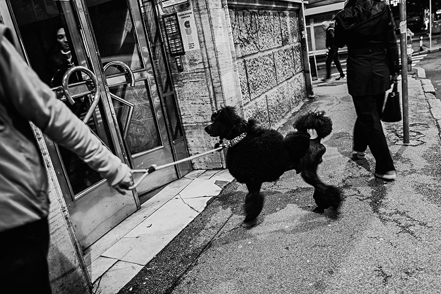 pudel-belgrad-serbien-balkan-reisefotografie-antjekroeger