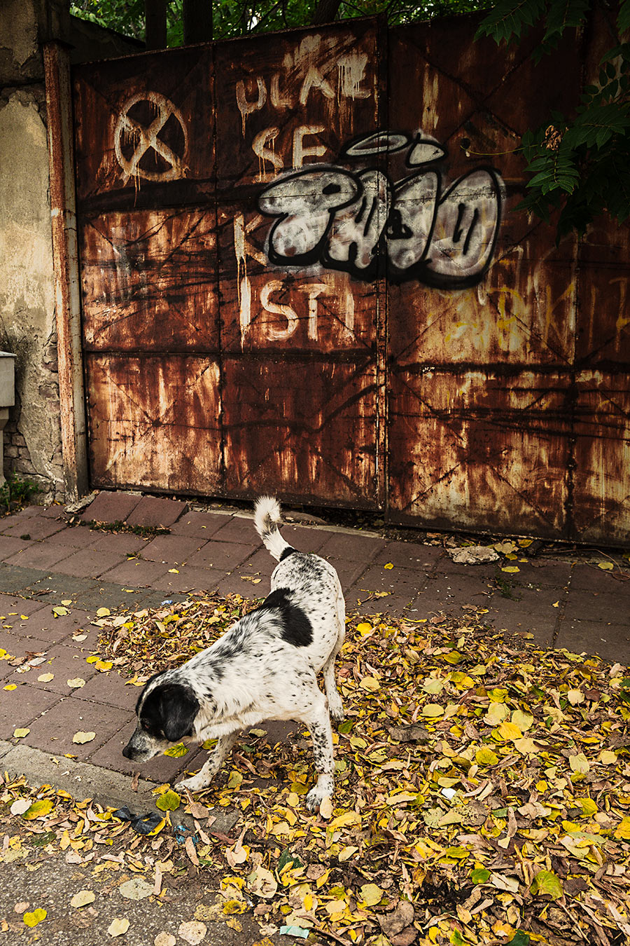 strassenhund-nis-serbien-balkan-reisefotografie-antjekroeger