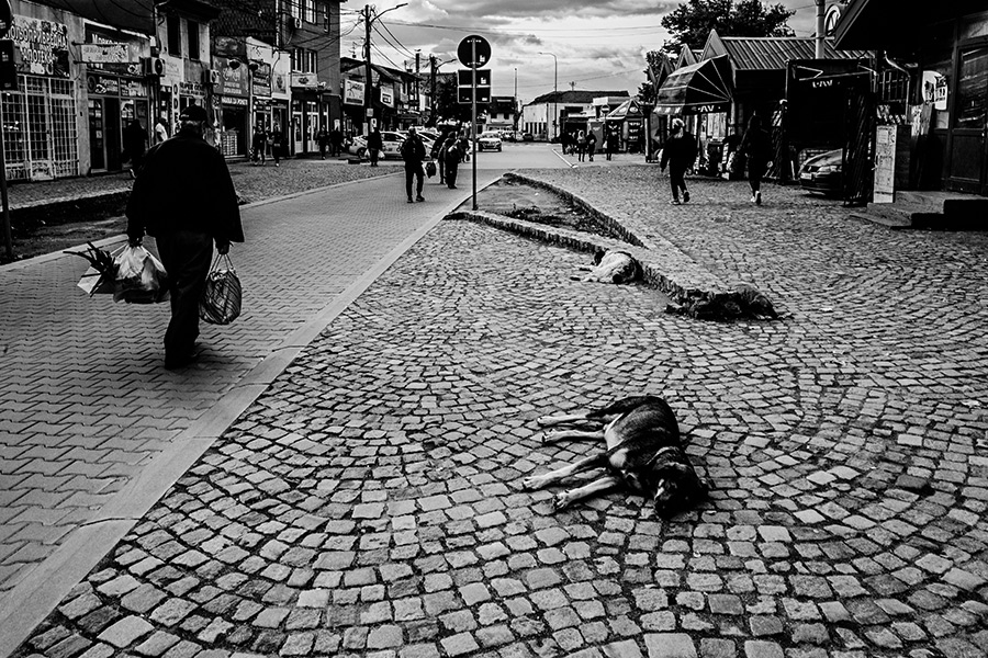 strassenhunde-nis-serbien-balkan-reisefotografie-antjekroeger