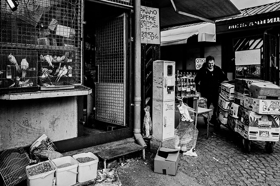 wellensittiche-nis-serbien-balkan-reisefotografie-antjekroeger