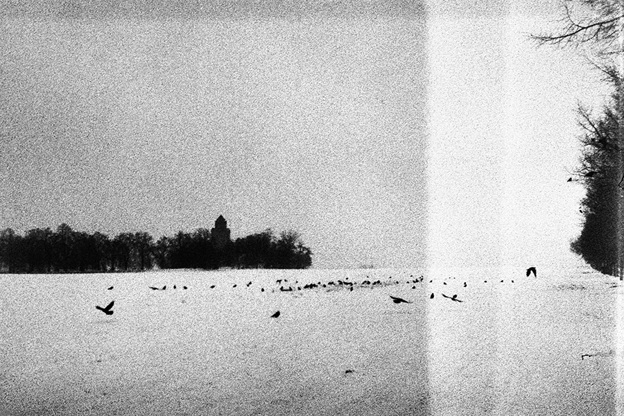 Krähen auf verschneitem Winterfeld, analoges Schwarzweiß-Foto