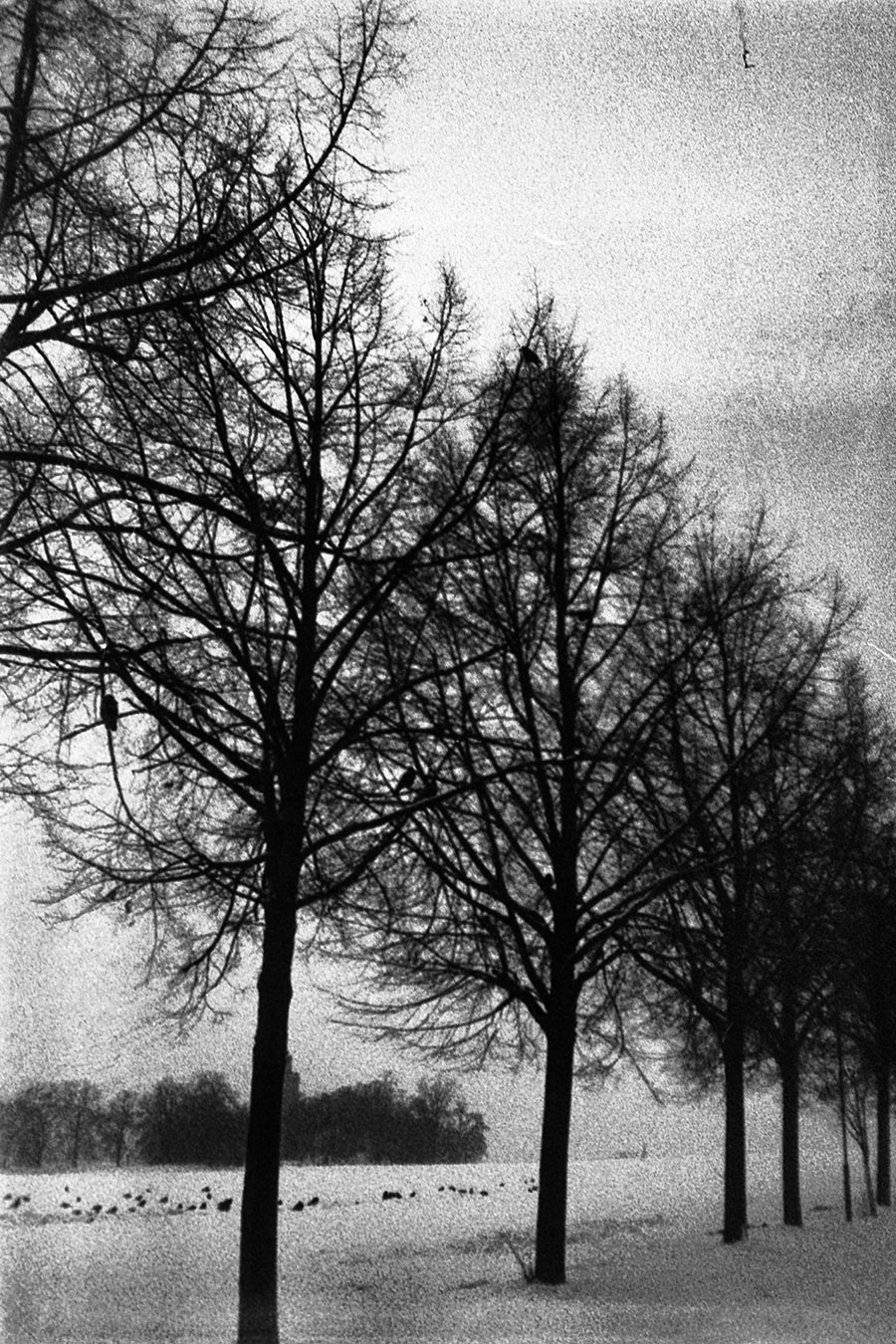 Analoge Winterfotografie: Baumreihe im Schnee körnige Textur