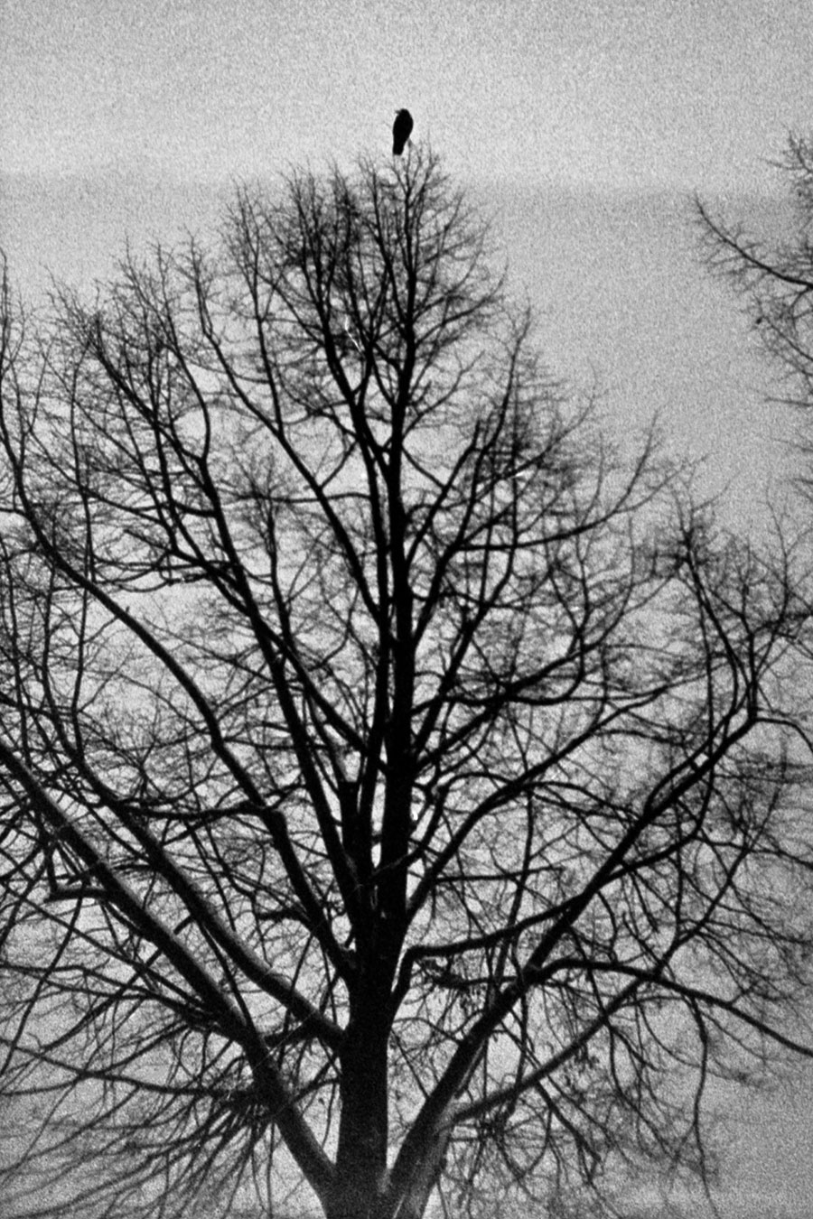 Analoge Schwarzweißfotografie eines kahlen Baumes mit Vogel
