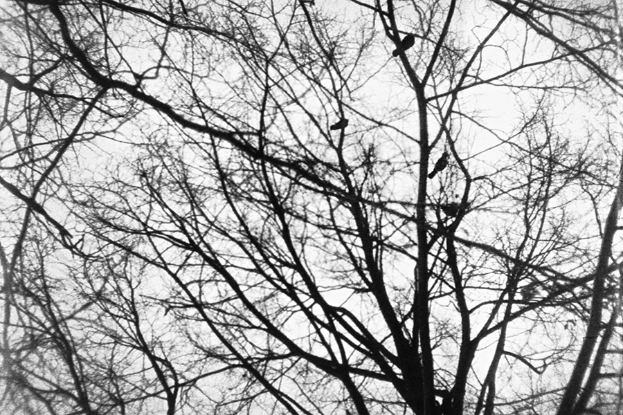 Baumkronen Vogel Silhouetten schwarzweiß analog Himmel