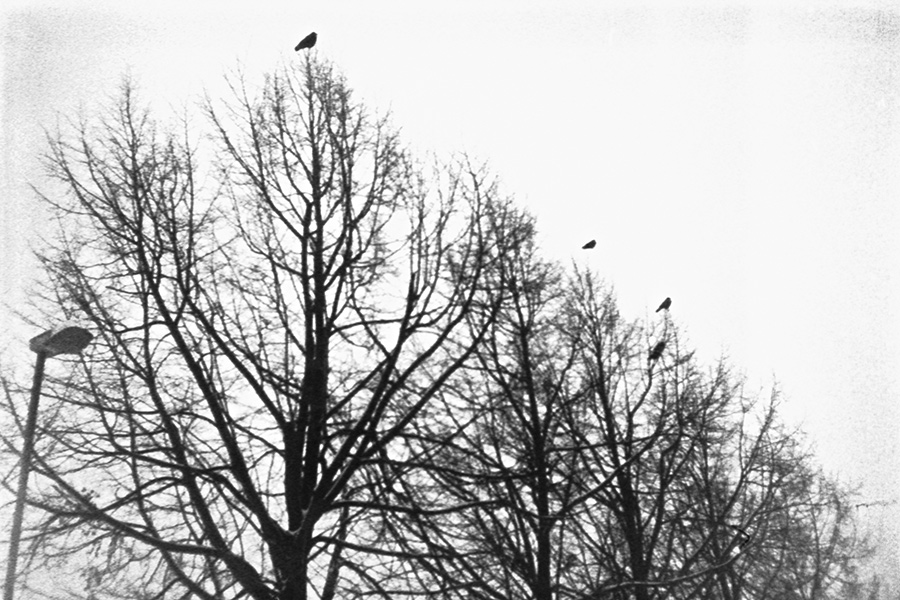 Analoge Winterfotografie Baumsilhouetten Vögel neblig körnig